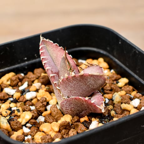 【RAFLUM育成株 5個セット】アガベ Mexico oteroi seeding / オテロイ実生 メキシコ産  【RAFLUM産/実生/子株】A2