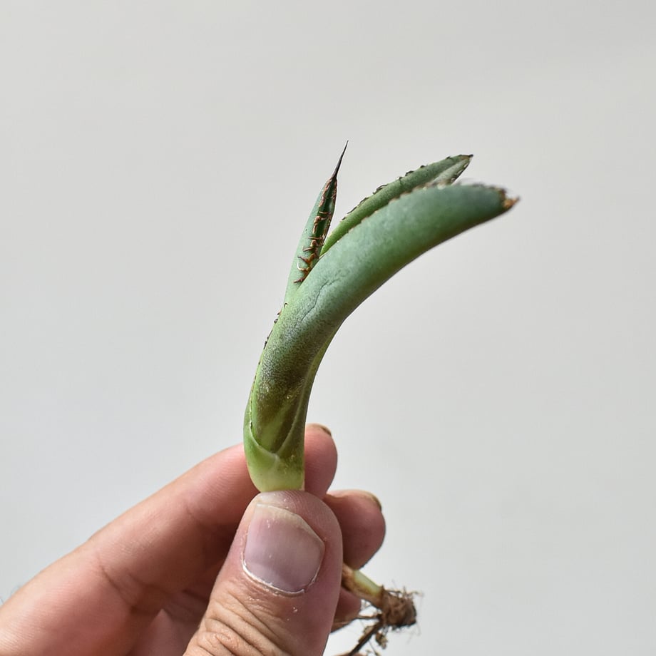 66e2431788afc103ed7b69e2