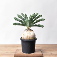 ケラリア ピグマエア 【発根済】H GM2402437(T) | RAFLUM / ラフラム｜