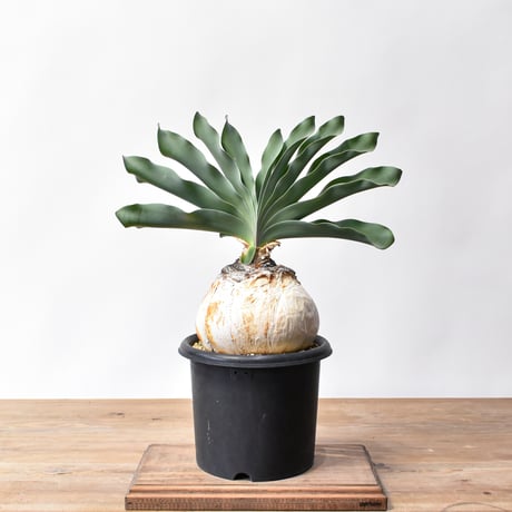 ブーファンディスティチャ | STORES