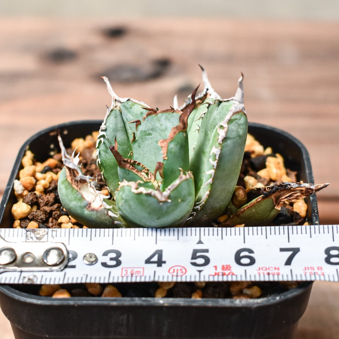 アガベ チタノタ 