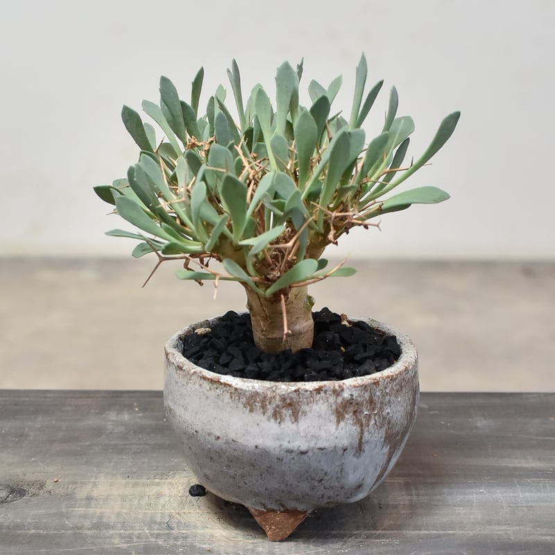 オトンナ ユーフォルビオイデス 黒鬼城＊現地球＊