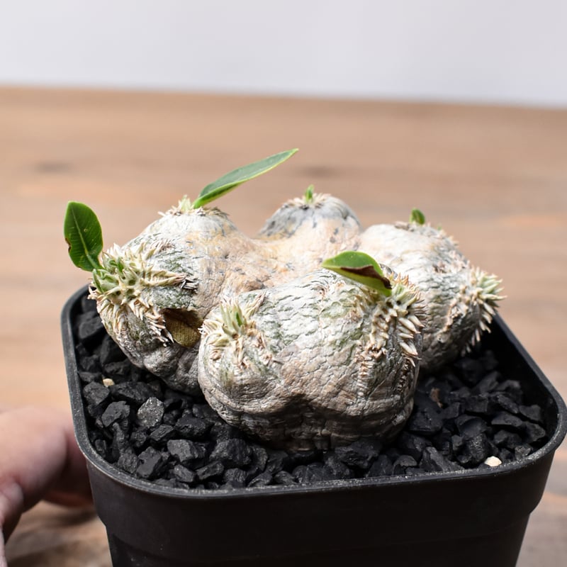 恵比寿笑　ブレビカウレ　検）グラキリス　パキプス 恵比寿笑 ブレビカウレ 検）グラキリス パキプス 恵比寿笑