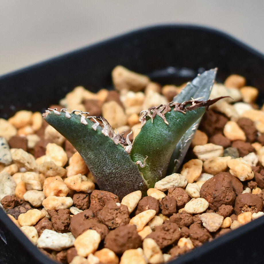 アガベ　チタノタ　シーザー　プレステラ105 アガベ チタノタ シーザー プレステラ105 🌿 Agave titanota