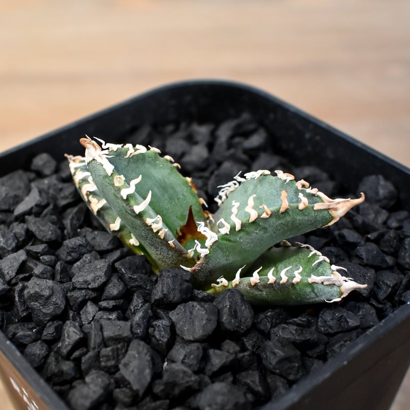 AGAVE TITANOTA GODZILLA ゴジラ 胴切り子株2株（ひ孫株） Yahoo!オークション - アガベ チタノタ ゴジラ GODZILLA 極上