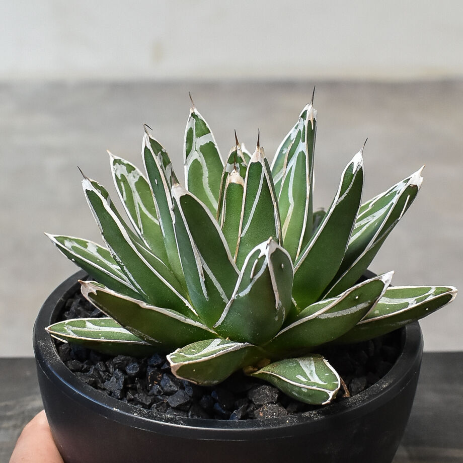 アガベ　笹の雪　ヴィクトリアレッジーナ　サンキング　美株 選抜株 アガベ 笹の雪 ヴィクトリアレッジーナ サンキング 美株 選抜株 アガベ