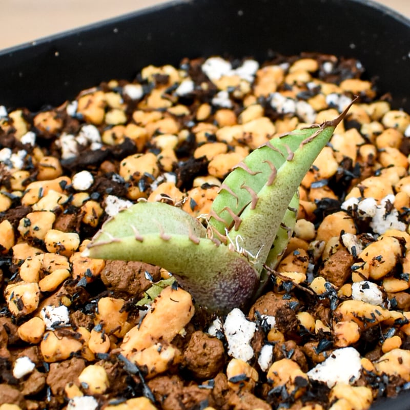 アガベ ウリエル実生 子株 【公式通販】