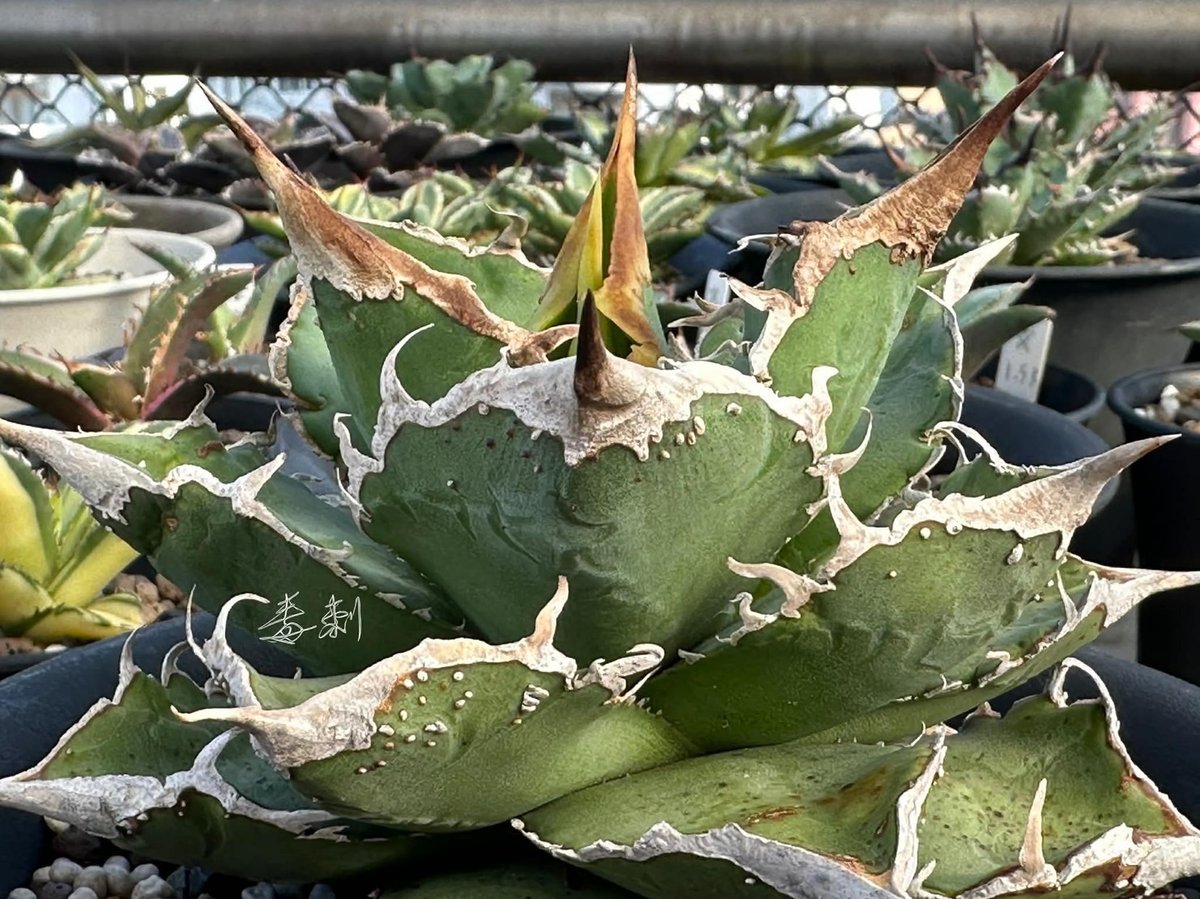 アガベ チタノタ 