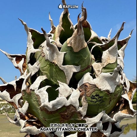アガベ チタノタ チーター "猟豹" 中株 【台湾 dragon agave産/中株/発根済み】DG2401564(T)