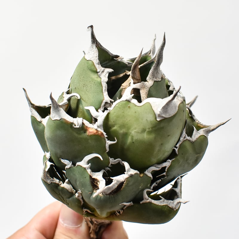 アガベ チタノタ ドラゴンスパイン 大株 お盆セール アガベ チタノタ