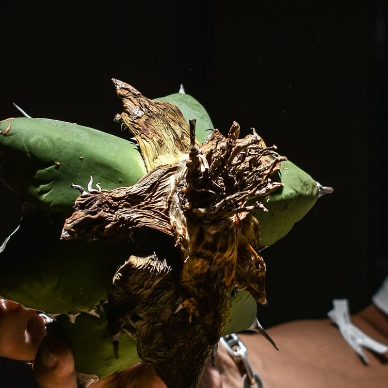 【特選】アガベ チタノタ 小島錦 超美品 多肉植物 アガベ チタノタ 小島白刺 白覆輪錦 縞斑錦 胴切超