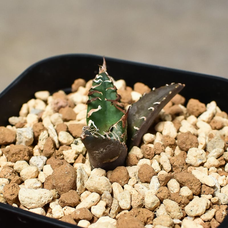 アガベ チタノタ 