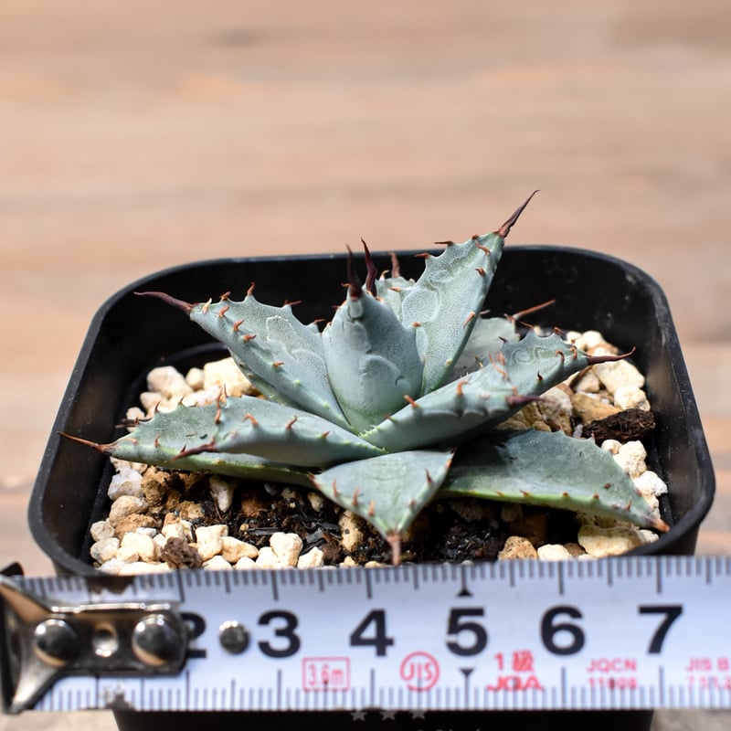 アガベ ハイブリット 日系イシスメンシス×象牙妖炎（陽炎エボリ