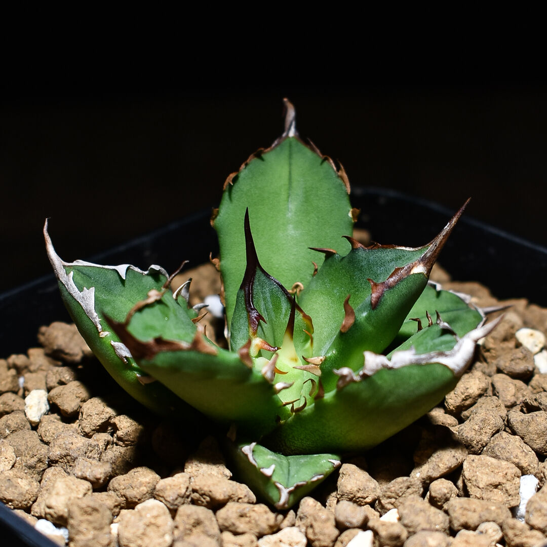 アガベ 4種セット FO-076大株＋オテロイ実生＋姫厳竜子株＋