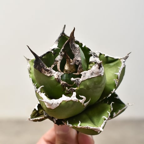 アガベ チタノタ 南アフリカダイヤモンド  "SAD/南非白鑚石" 【台湾産/抜き苗販売】RF231839B