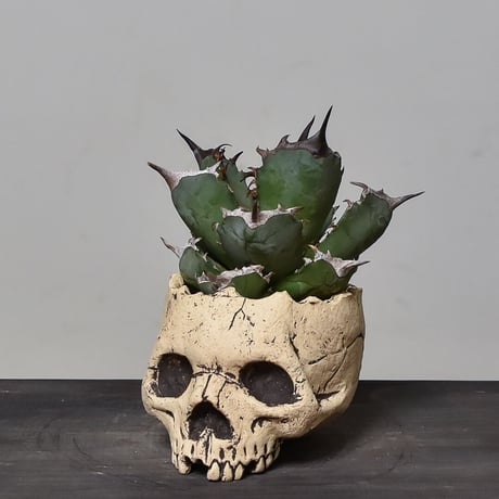 Matasuke Tatsumi（TEATOYA'S GALLERY）【Skull pot White 】type B