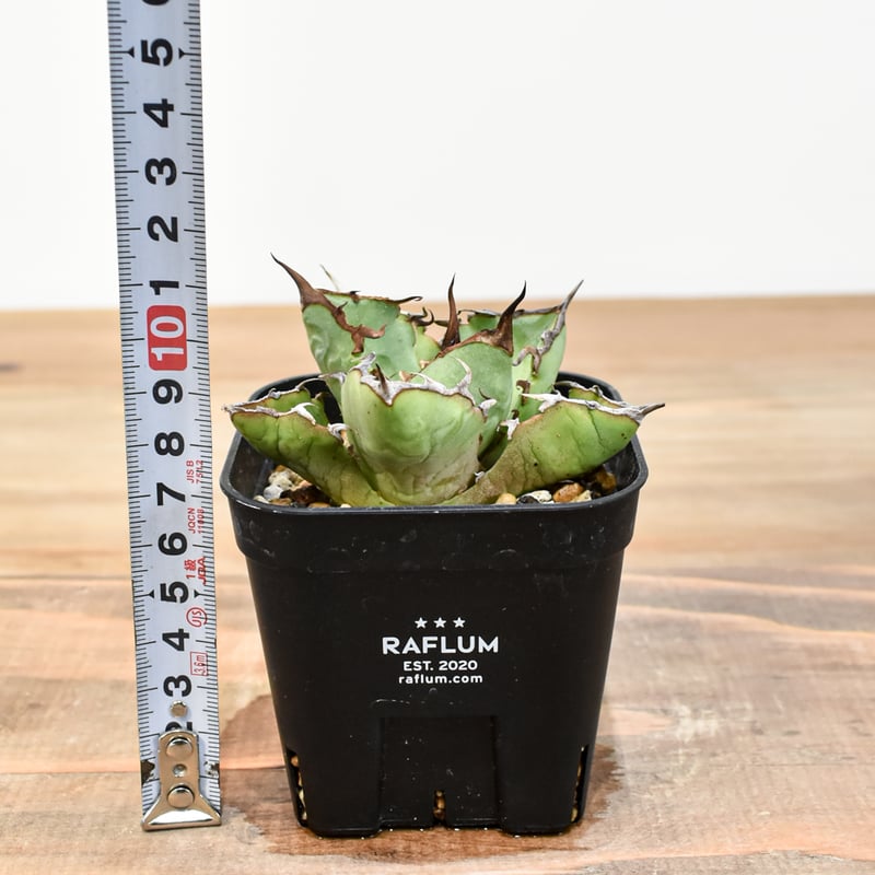 アガベ チタノタ 