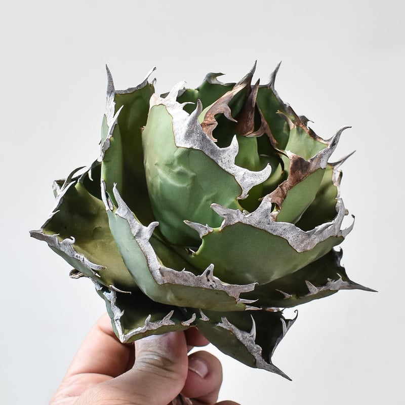 アガベ チタノタ クラブ 