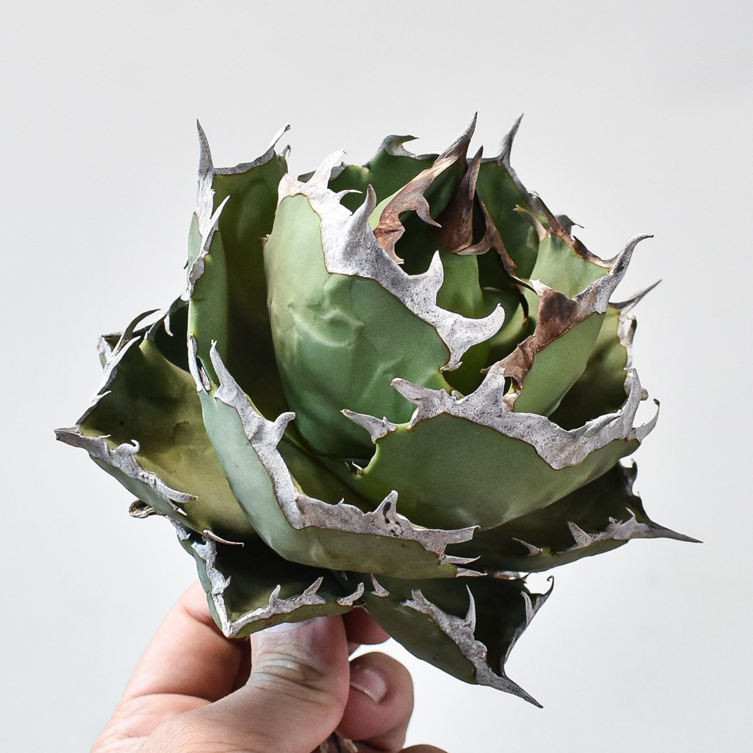 アガベ チタノタ クラブ 