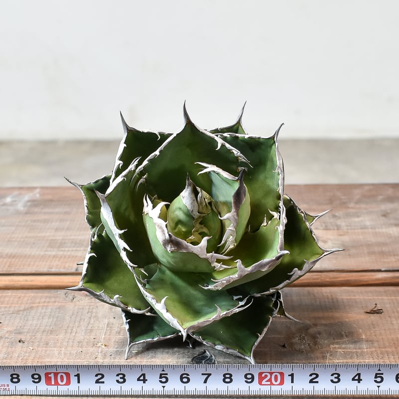 アガベ・チタノタ【シャークソウイ】 〝仙台PLANTISTIC！産〟 アガベ・チタノタ【シャークソウイ】 〝仙台PLANTISTIC！産〟 アガベ