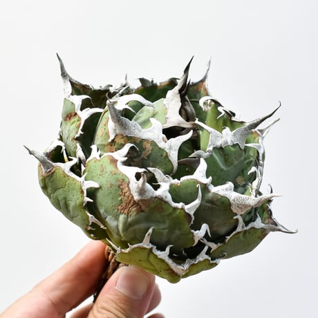 アガベ 白鯨　大 アガベ チタノタ 白鯨/ww-25 | アガベ専門店 モンスターハウス