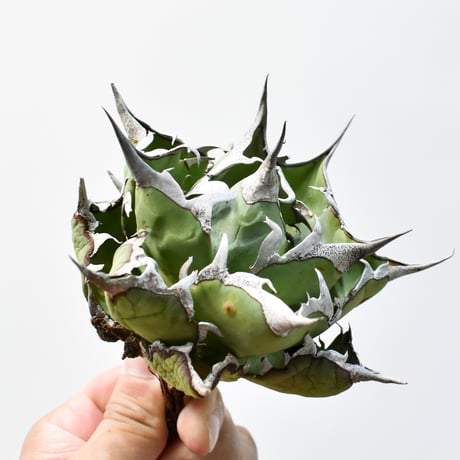 アガベ チタノタ "精品ハデス" / 精品黒帝斯、精品恐竜牙歯 【台湾 dragon agave産/中株/抜き苗】D