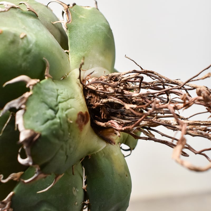 アガベ チタノタ シーザー Caesar 凱撤 カエサル fit=scale-down,w=1200