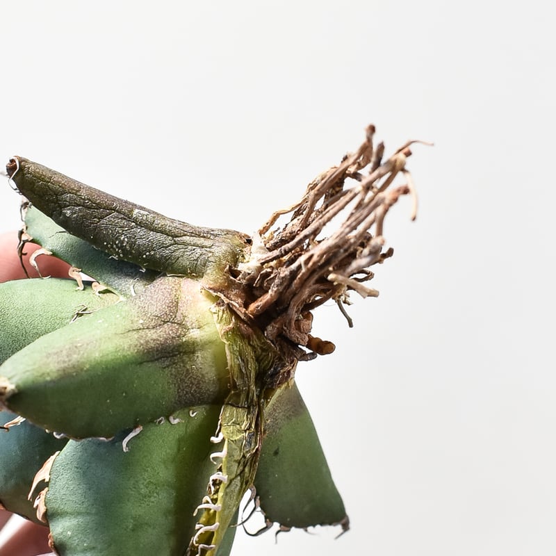 アガベ チタノタ シーザー / 凱撒 【台湾 dragon agave産/TC子株