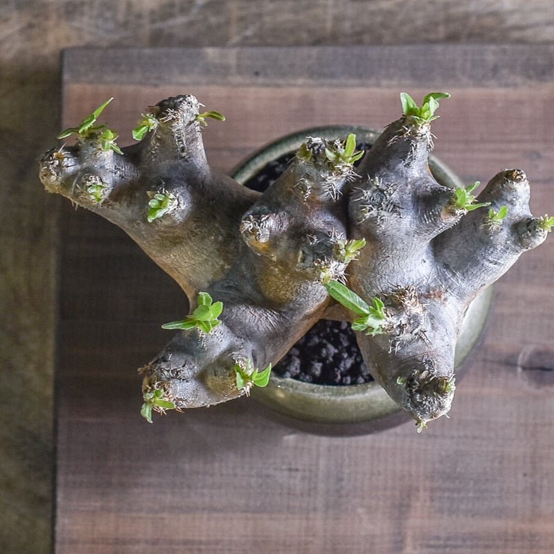 パキポディウム ブレビカリックス 【注目の1株！！どっしりと