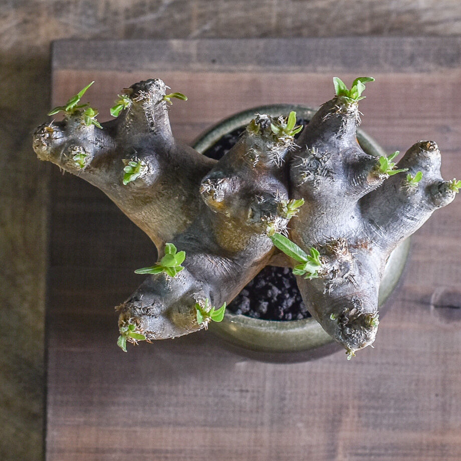 パキポディウム ブレビカリックス 【注目の1株！！どっしりとした塊根