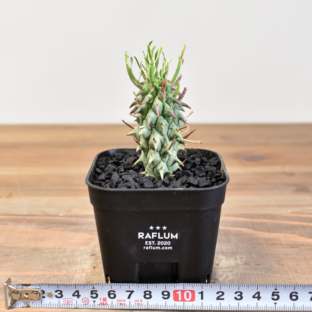 【早い者勝ち！最終値下げ】ユーフォルビア　実生　闘牛角　スコエンランデイ fit=scale-down,w=1200