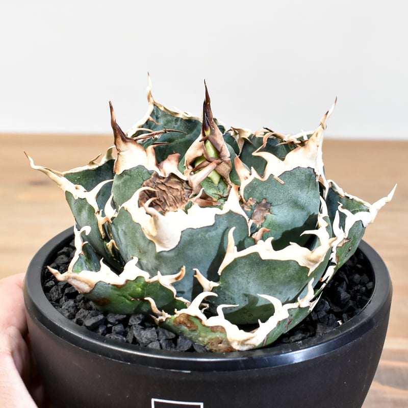 5CLAW】アガベ チタノタ “精品白鯨” 【台湾 dragon agave産/発根済み/中