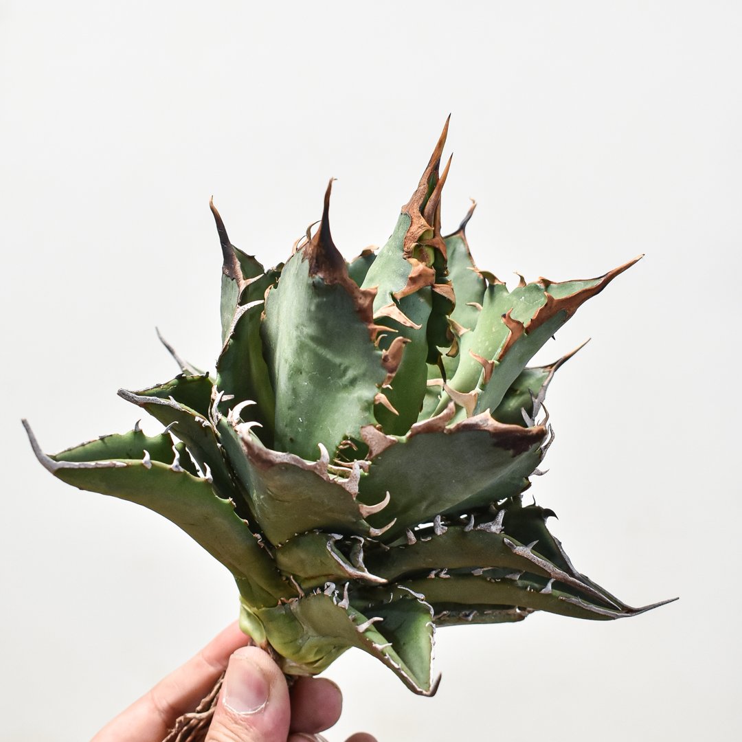 agave titanota cheater 猟豹 agave titanota cheater 猟豹