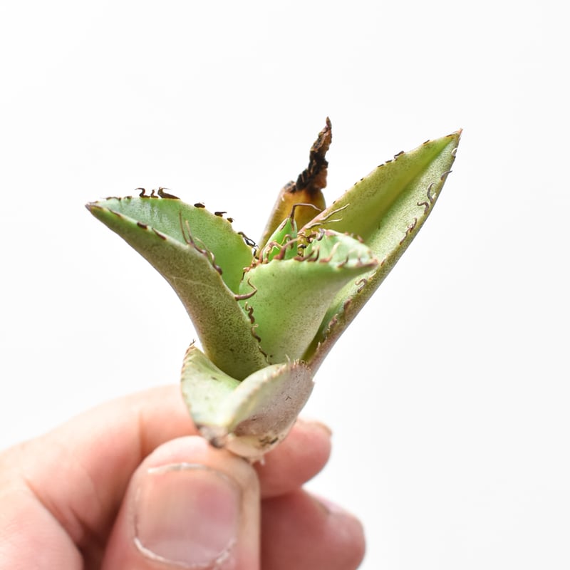 AGAVE TITANOTA イタリアメリクロン変異ロット株（子株付き