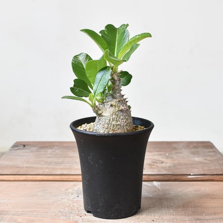 ウィンゾリー実生 パキポディウム ウィンゾリー 実生株 057 Pachypodium windsorii