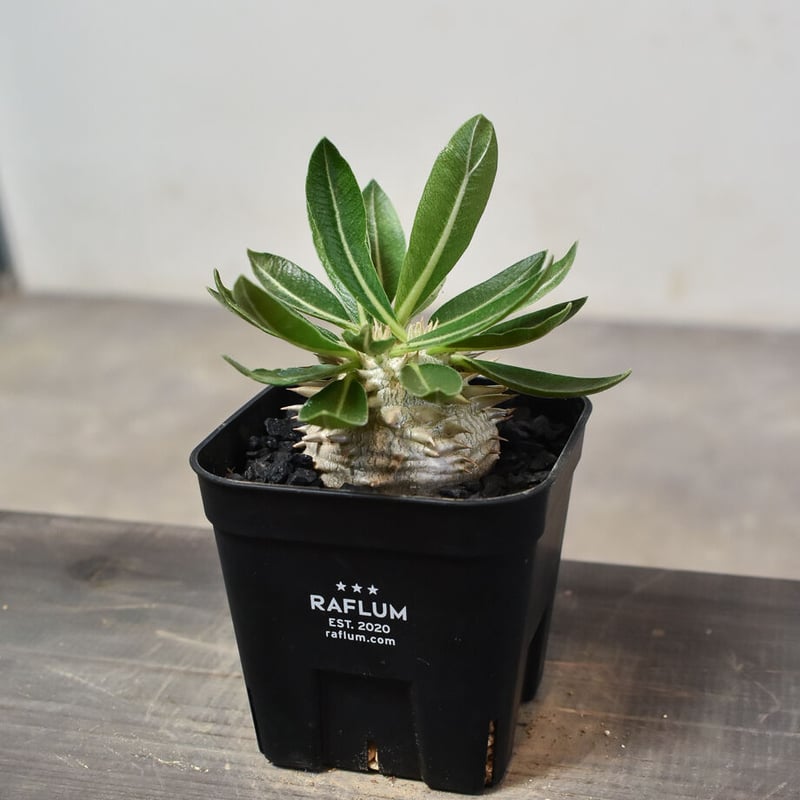 パキポディウム　デンシカウレ恵比寿大黒多頭株 パキポディウム・デンシカウレ 