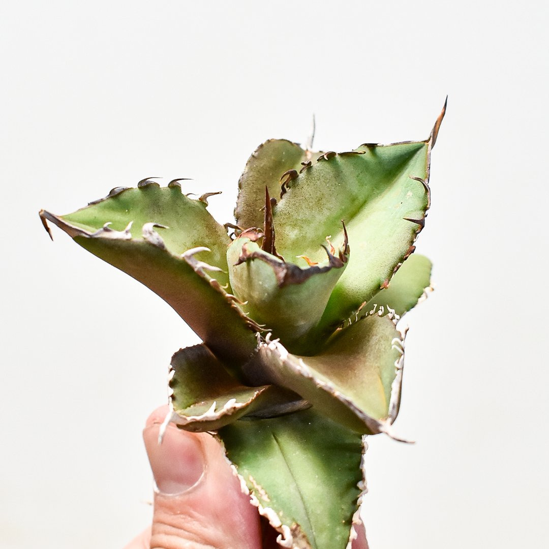 アガベ チタノタ 狼人 プレステラ120 【公式通販】