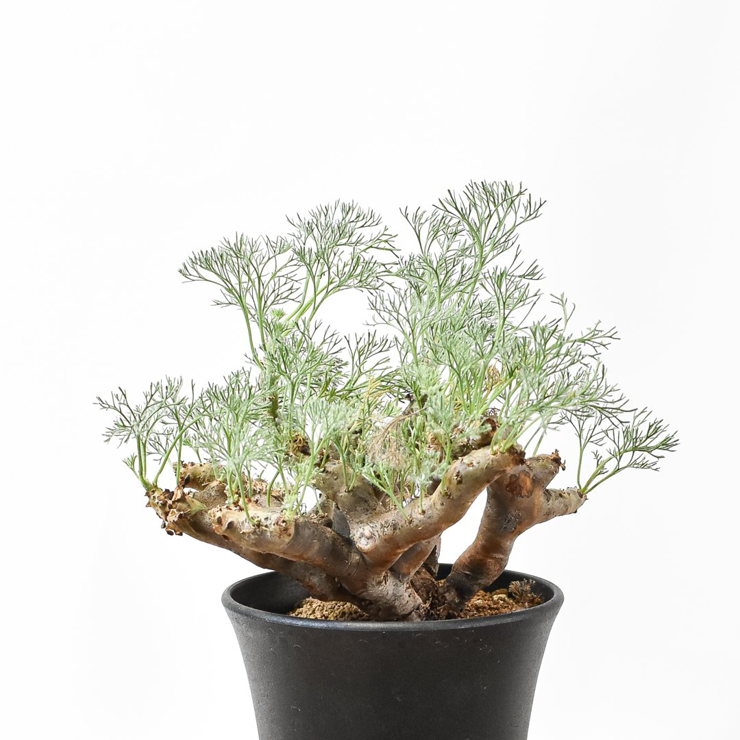 サルコカウロン ムルチフィズム 