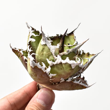 アガベシーザー | STORES