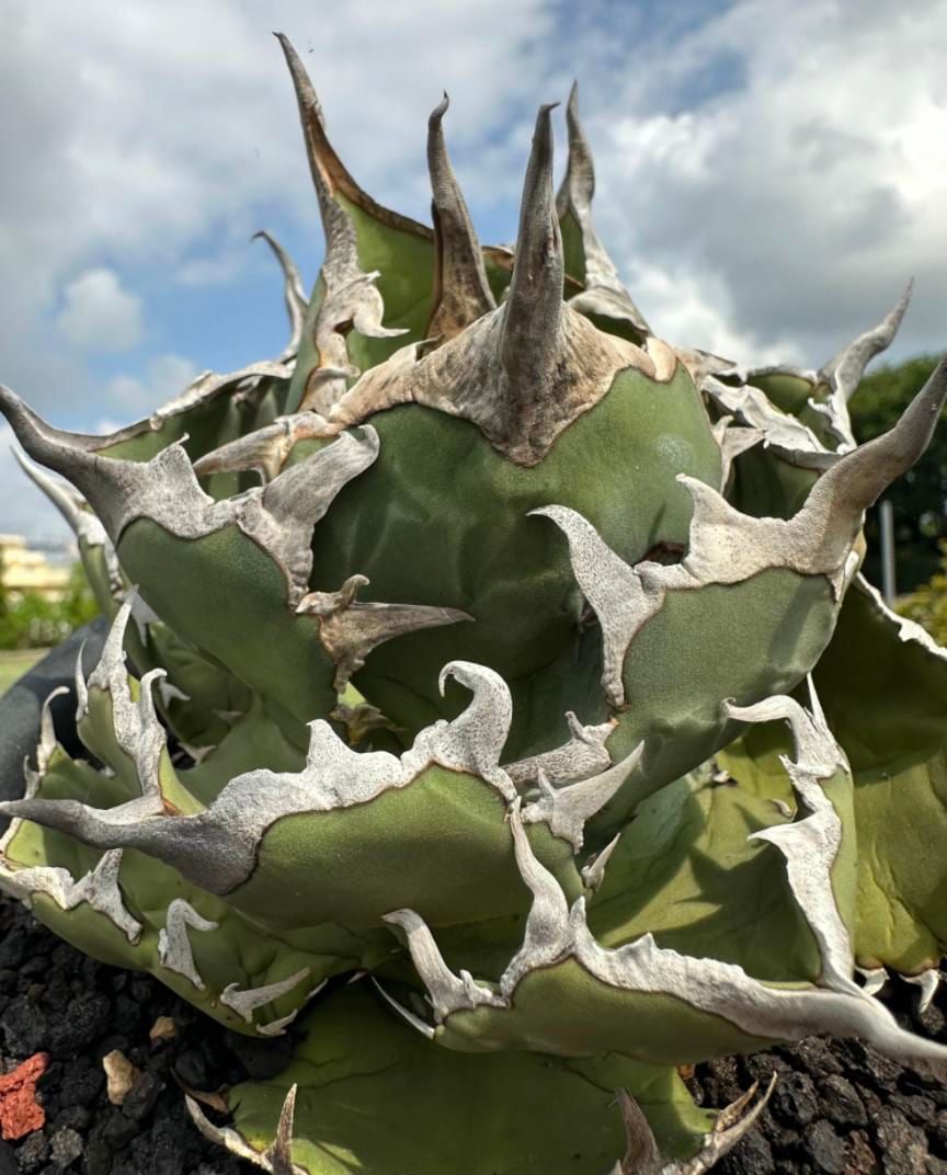 アガベ チタノタ フクロウ 猫頭鷹 海豹 アガベ・チタノタ フクロウ/海豹（ボールタイプ:大）-003｜agave