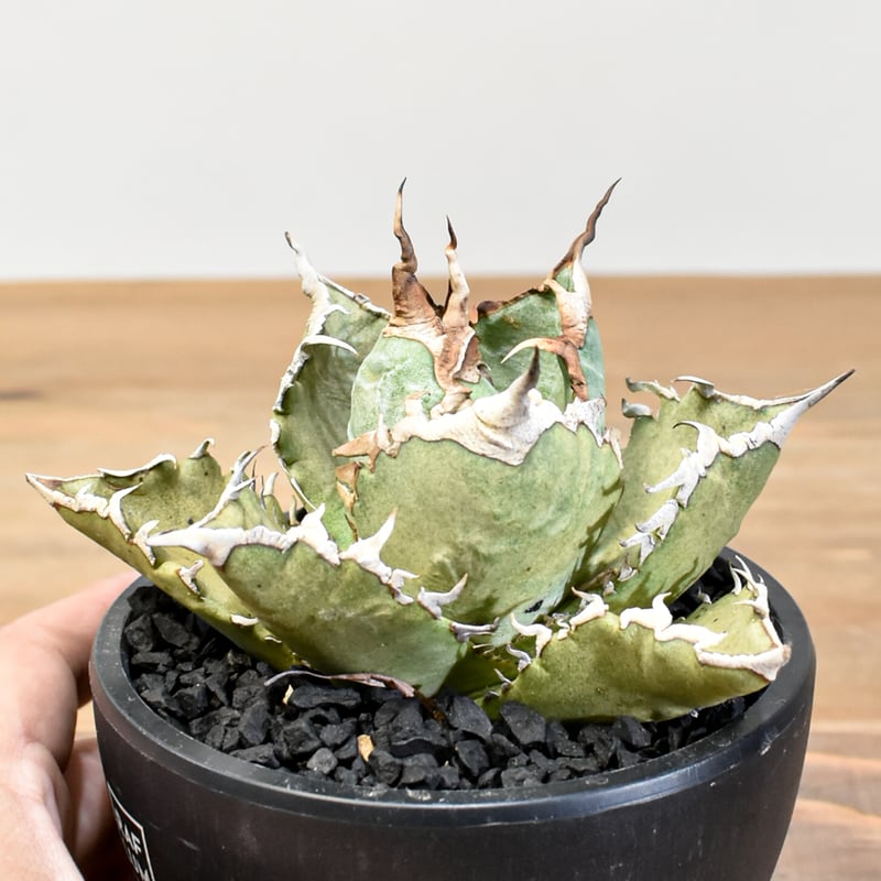 アガベ チタノタ ソーラーエクリプス 