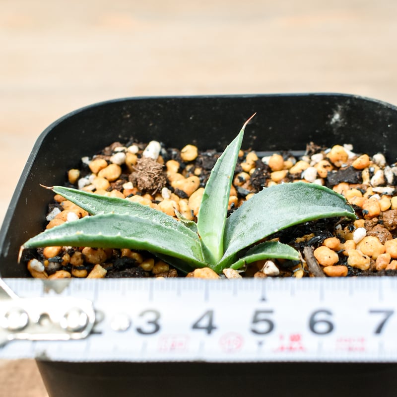 アガベ ハイブリット 