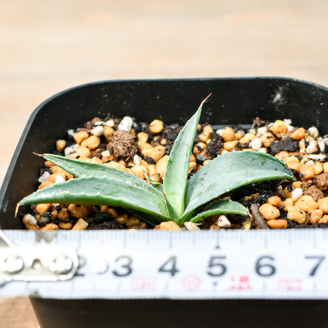 こ*う様 アガベ 特白肌怒雷神×血妖 子株 邪霊（特白肌怒雷神×血妖）- 昨年11月台湾のとあるナーセリーで