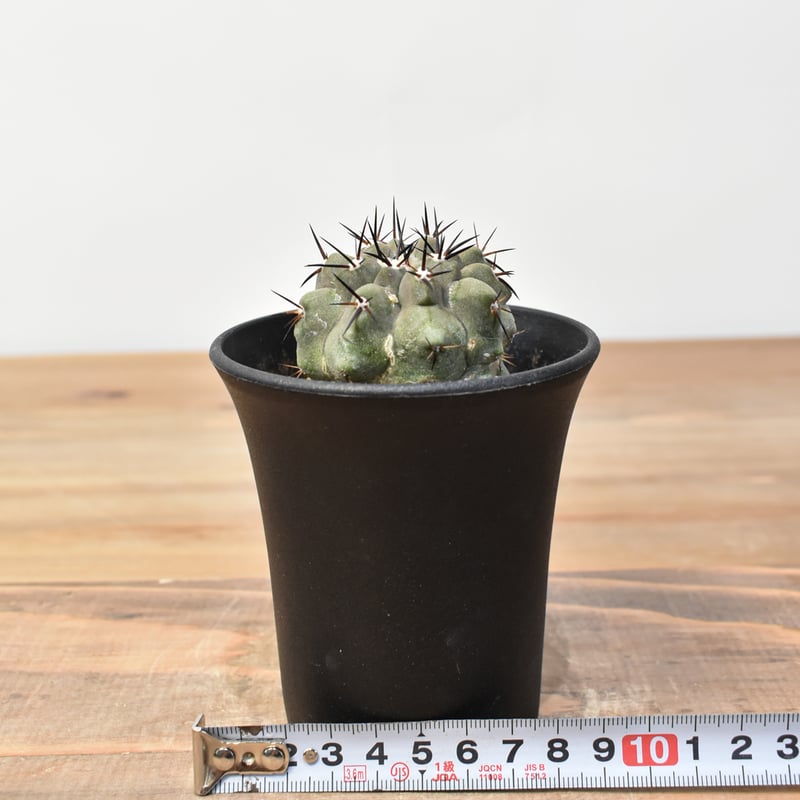 コピアポア シネレア 