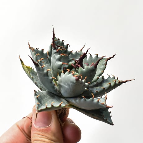 アガベ ハイブリット 特白肌怒雷神×象牙妖炎（陽炎エボリ）【台湾botanical_seeker産/選抜株】RF25011586