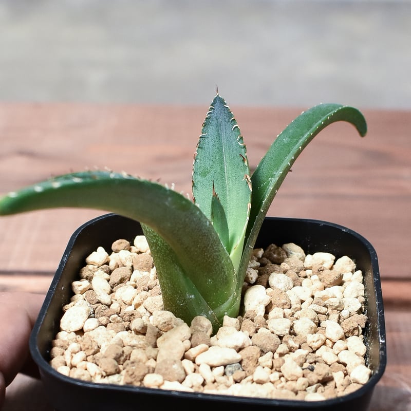 アガベ チタノタ テレサ【カリフォルニア産/子株販売/発根済み