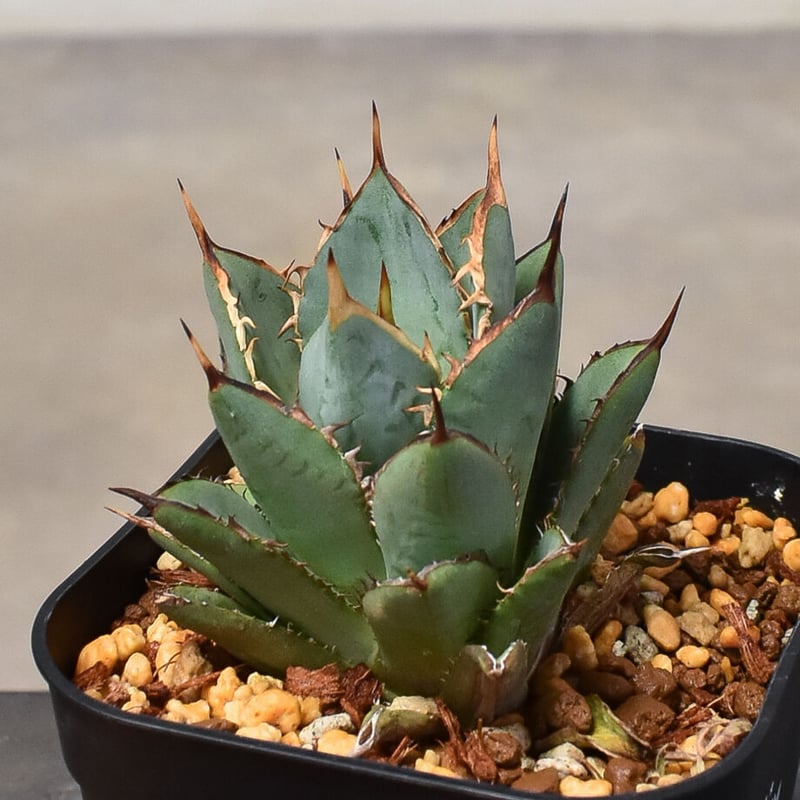 発根済み子株 アガベ チタノタ スナグルトゥース agave titanota