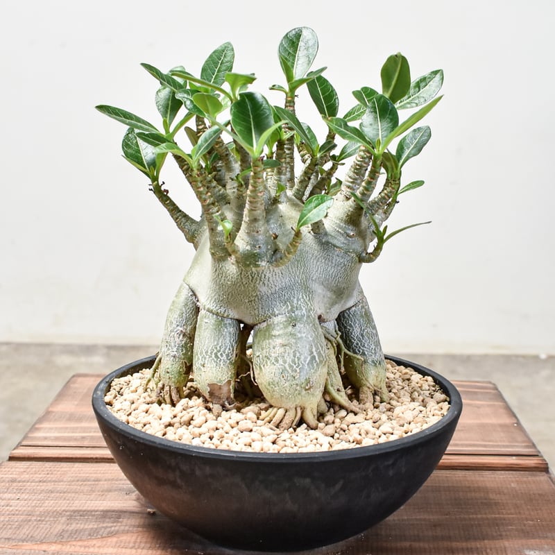 アデニウム アラビカム【発根済み】HK2401358(T) | RAFLUM