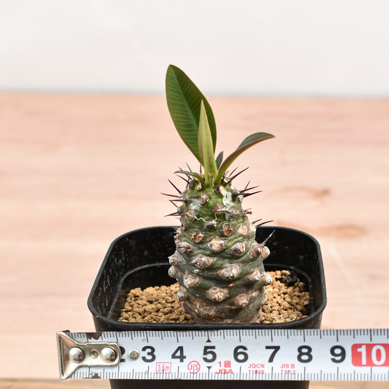 ユーフォルビア　パキポディオイデス　現地球　発根済み　多頭　二頭　現20 euphorbia pachypodioides《M size 》※現地球発根後店主国内管理