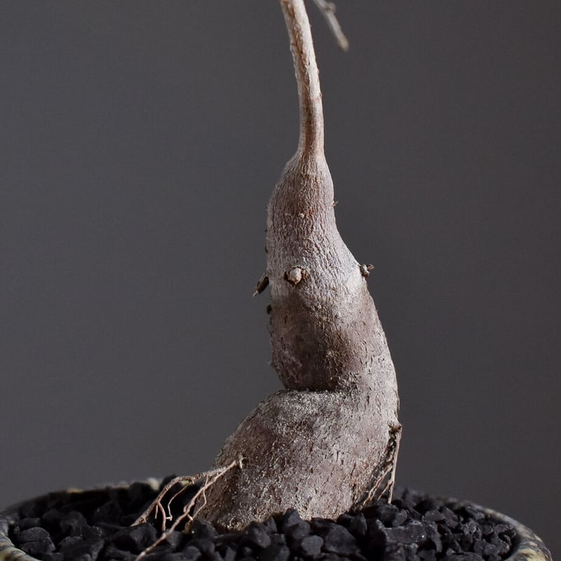 オペルクリカリア ヒファエノイデス 【 灌木系の希少種！塊根部も